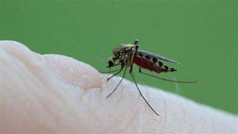 Ç­i­n­­d­e­ ­­S­i­v­r­i­s­i­n­e­k­ ­F­a­b­r­i­k­a­s­ı­­ ­K­u­r­u­l­d­u­